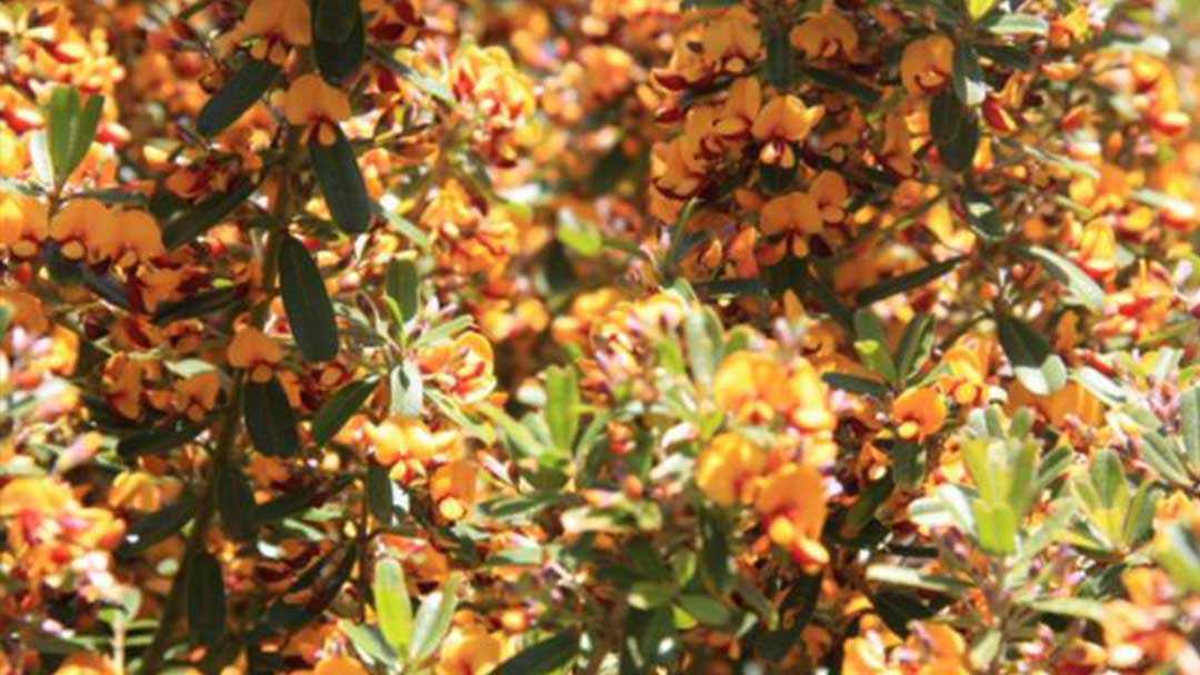 denmark-wildflowers-western-australia